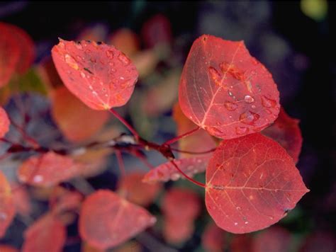 Red Aspen Leaves - Rocky Mountain National Park (U.S. National Park Service)