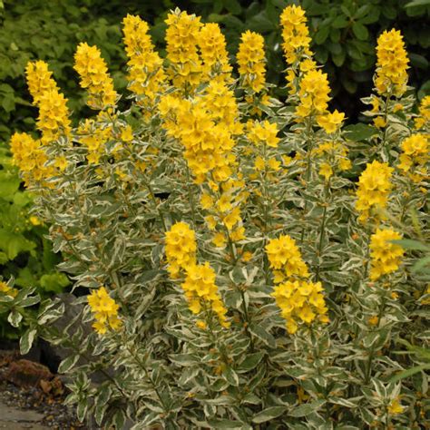 Lysimachia punctata 'Alexander' PP10598 COPF | Perennial Resource