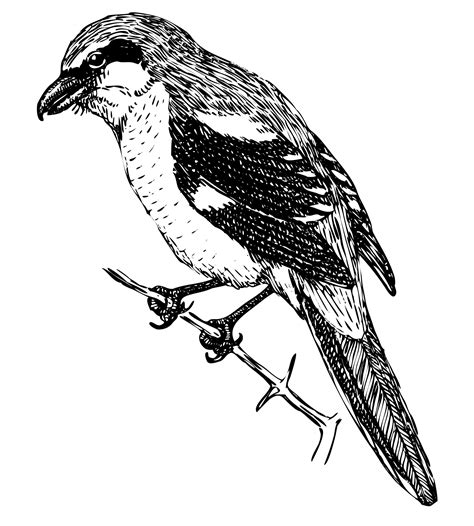 Bird, Shrike Illustration Clipart Free Stock Photo - Public Domain Pictures