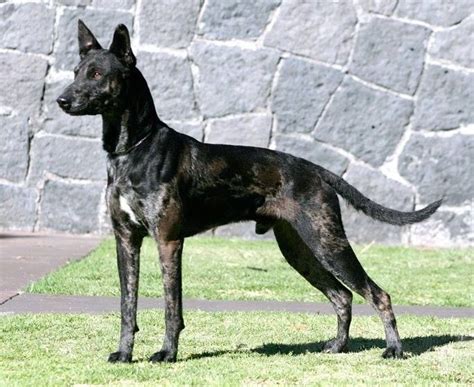 coated xolo | Mexican hairless dog, Xoloitzcuintli, Dog breeds