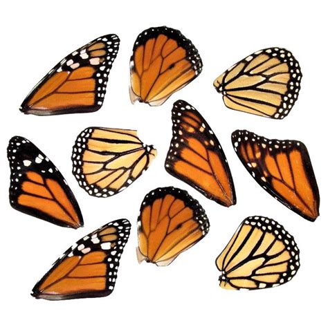 BicBugs lot of 10 Danaus plexippus monarch butterfly wings | Monarch ...