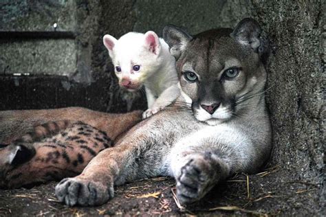 Rare Albino Puma Born at Zoo in Nicaragua