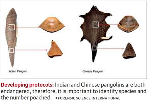 Indian Researchers Have Sequenced 624 Pangolin Scales – CrackitToday Affairs