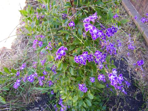 Duranta erecta, Sweet Memory Sky Flower | xaviergardens | Flickr