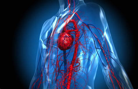 Blood Flow Through the Heart and Lungs