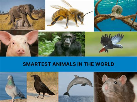 Mind Over Matter: Meet The Smartest Animals In The World