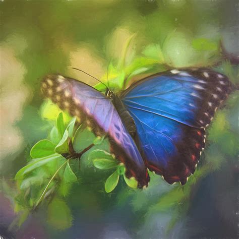 Blue and Purple Butterfly Painting by HD Lofton