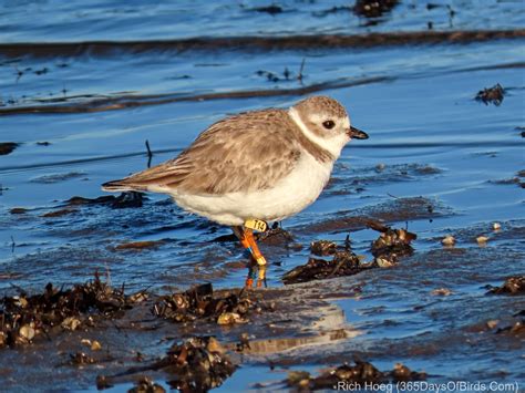 Piping Plover Migration Distance! | 365 Days of Birds