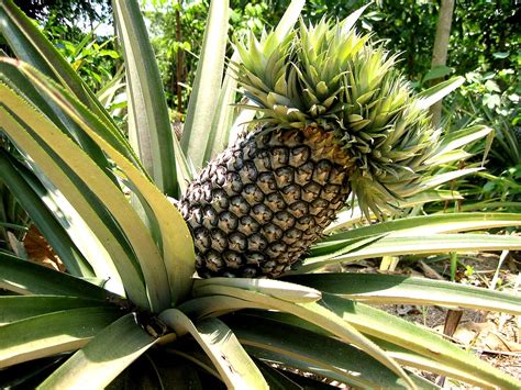 HOW TO GROW A PINEAPPLE FROM SEED |The Garden of Eaden