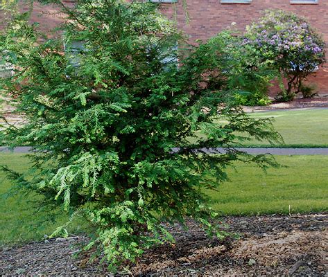 Taxus brevifolia | Landscape Plants | Oregon State University