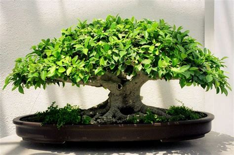 Bonsái de Ficus retusa