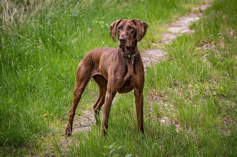 Grandes razas de perros de caza - Blog Caza Chiruca