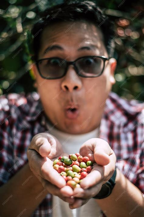 Premium Photo | Closeup of agriculturist hands holding fresh arabica coffee berries in a coffee ...
