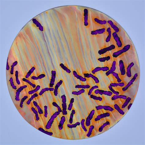 Purple Bacteria | Art Gallery | Department of Microbiology | Miami University