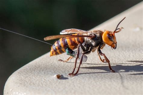 People are mistaking cicada killing-insects for murder hornets