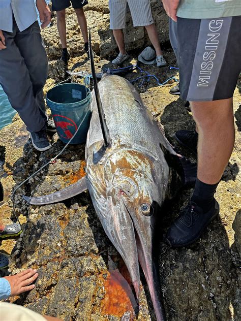 Land-based black marlin record caught at Jervis Bay - Fishing World ...