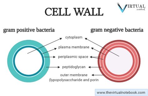 Gram negative bacteria, cell wall, diseases - The Virtual Notebook