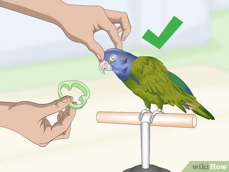 How to Teach a Pionus Parrot to Speak: 12 Steps (with Pictures)