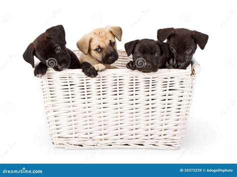 Four Puppies Of Breed Jack Russell Terrier Are Sitting On The Hands Royalty-Free Stock Photo ...