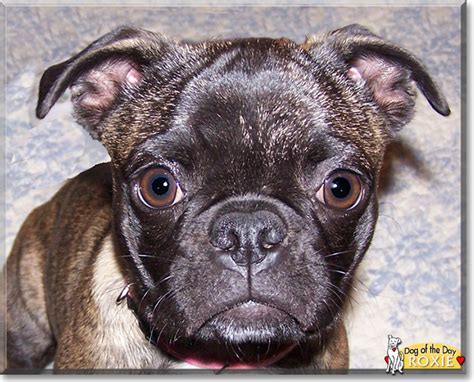 Roxie - Boston Terrier, Pug mix - July 23, 2018