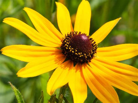 Rudbeckia hirta - Black Eyed Susan | World of Flowering Plants