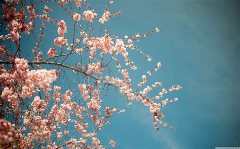 Spring Trees Wallpapers - 4k, HD Spring Trees Backgrounds on WallpaperBat