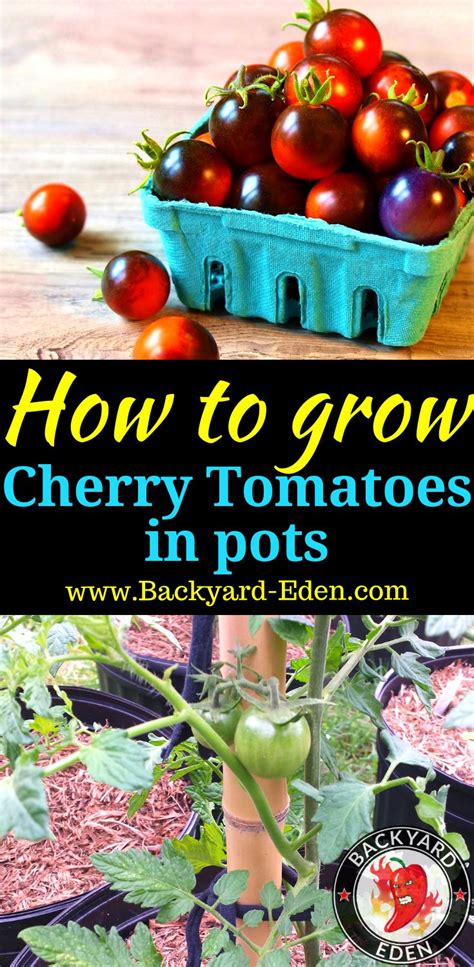 How to grow cherry tomatoes in pots | How to grow cherries, Growing cherry tomatoes, Growing ...