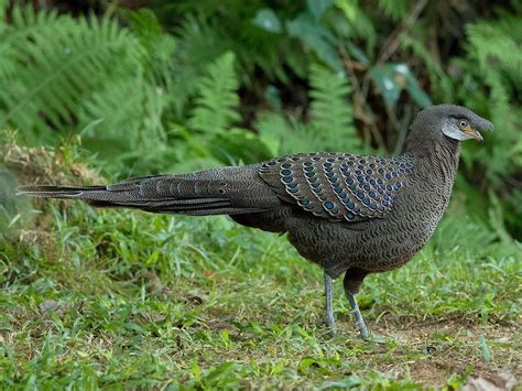 Grey Peacock-Pheasant - eBird