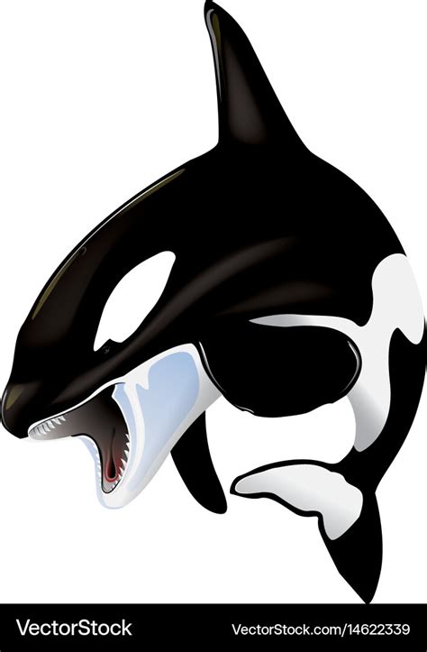 Orca Royalty Free Vector Image - VectorStock