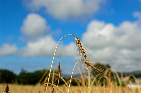 Typical Summer Weather Free Stock Photo - Public Domain Pictures