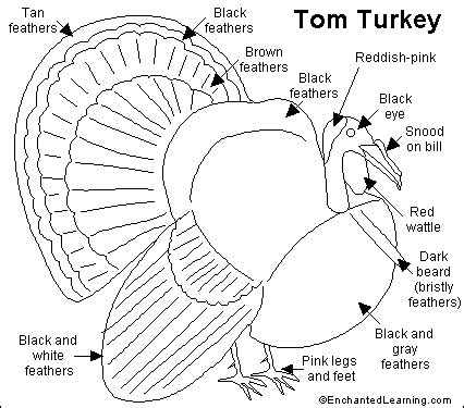 Turkey Anatomy Diagram