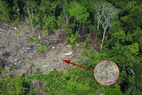 Drone Digunakan untuk Memastikan Keberadaan Suku Asli di Hutan Amazon ...