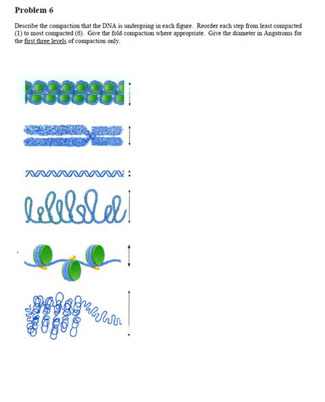 Solved Problem 6 Describe the compaction that the DNA is | Chegg.com