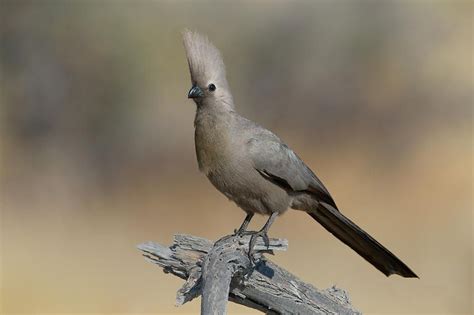 Grey Go-away-bird Corythaixoides by Panoramic Images | Panoramic images ...