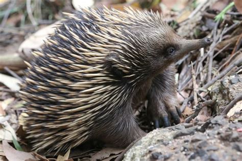 WordPress.com | Spiny anteater, Echidna, Egg laying mammals