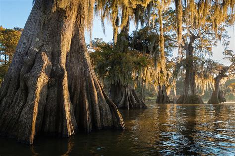 Louisiana Giant Bald Cypress Trees Four Photograph by Bill Swindaman