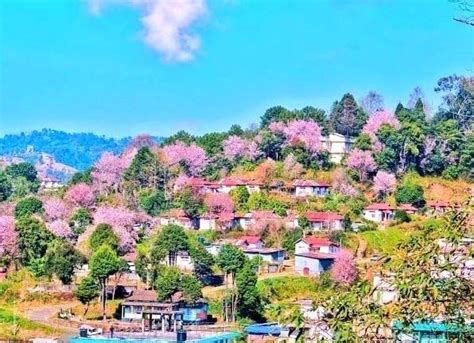 Shillong turns pink as cherry blossom season begins in the city; locals ...