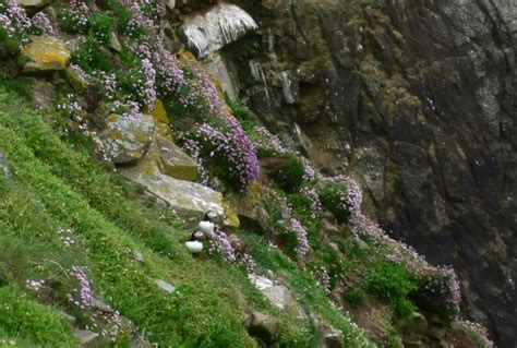 Wet Feet and Wellies: A Day Trip to Great Saltee - Infinite Ireland Travel Co.