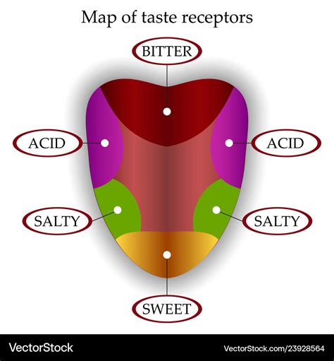 Map of taste receptors in the tongue Royalty Free Vector