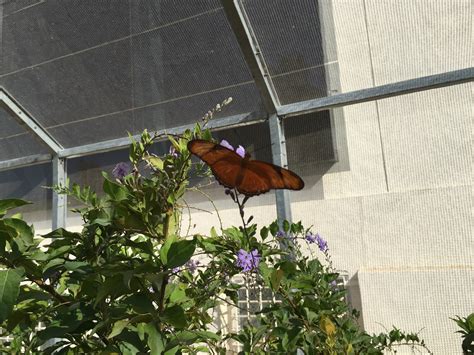 Visiting the New Butterfly Pavilion at Natural History Museum LA - LA Explorer