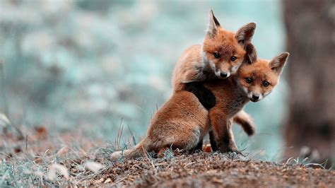 🔥 [70+] Cute Fox Wallpapers | WallpaperSafari