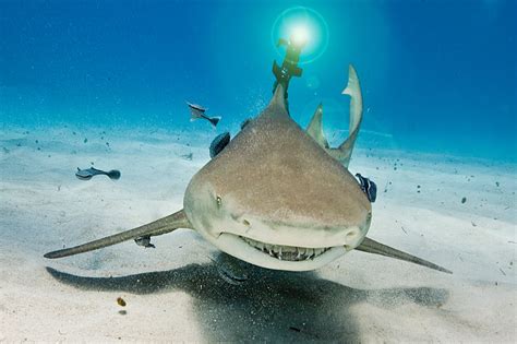 Finally, a Shark With a Laser | WIRED