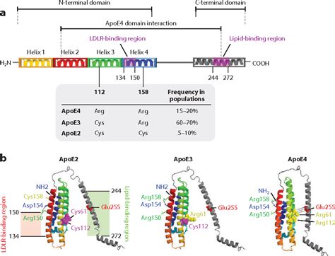 Apolipoprotein E And Alzheimer Disease - Captions Tempo