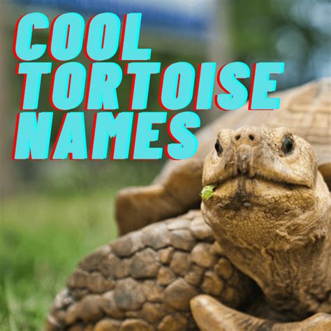 100+ Funny and Cute Tortoise Names - PetHelpful