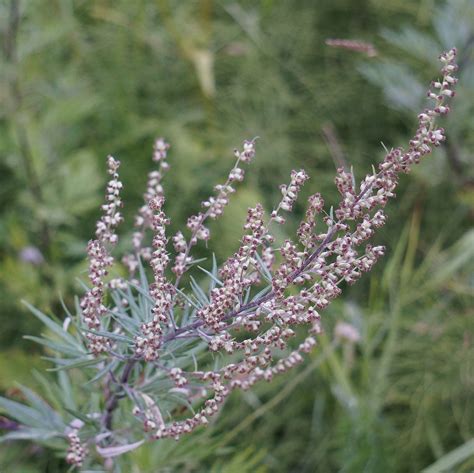 Mugwort,artemisia vulgaris,pollen allergy,blossoms,free pictures - free image from needpix.com