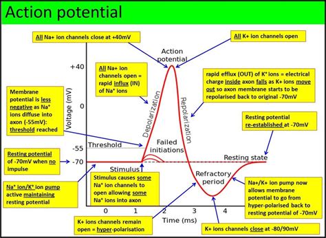 Action Potential Steps Diagram With Pumps Potential Action M