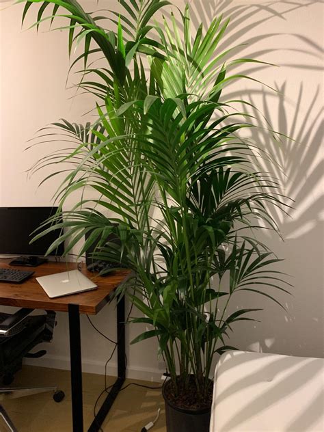 Kentia Palm Indoor Plant in SW6 London for £100.00 for sale | Shpock