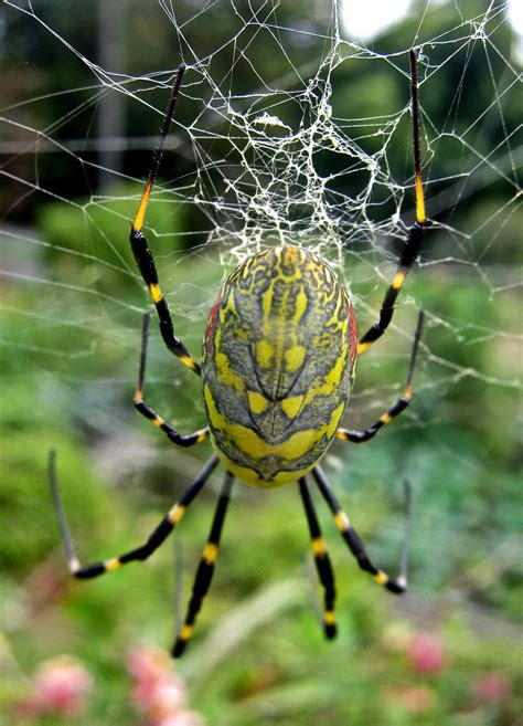 Joro Spider | Nephila clavata, also known as the Jorō Spider… | Flickr