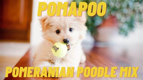 Pomapoo - What to know about the Pomeranian Poodle Mix - YouTube