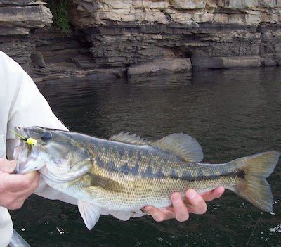 Spotted Bass Features and Size Facts and Information | Bass Fishing Gurus